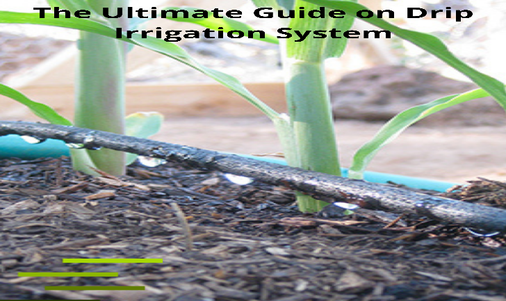 The Ultimate Guide on Drip Irrigation System